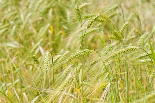 BARLEY