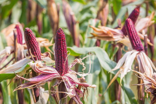DIETARY ANTIOXIDANTS: THE LOST INFLUENCERS THAT HELP REDUCE THE RISK OF INFLAMMATION.