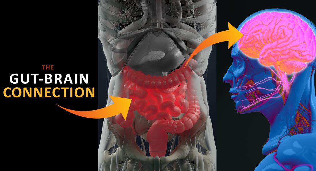 The Gut - BRAIN CONNECTION!