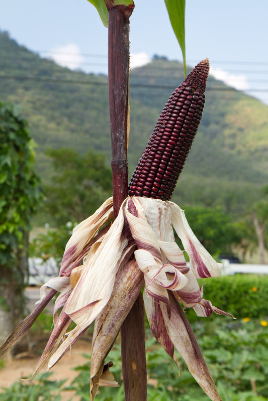 Discover the most powerful antioxidant, the PURPLE CORN!